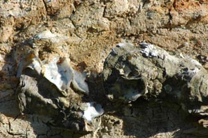 Am Strand - Detailansicht